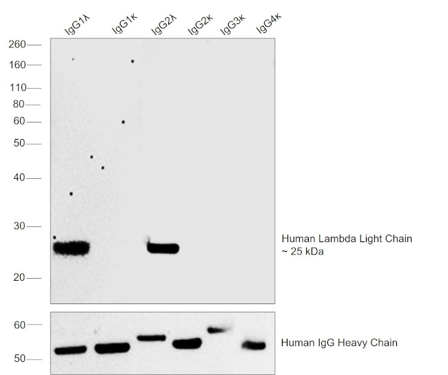 Human Lambda Light Chain Secondary Antibody