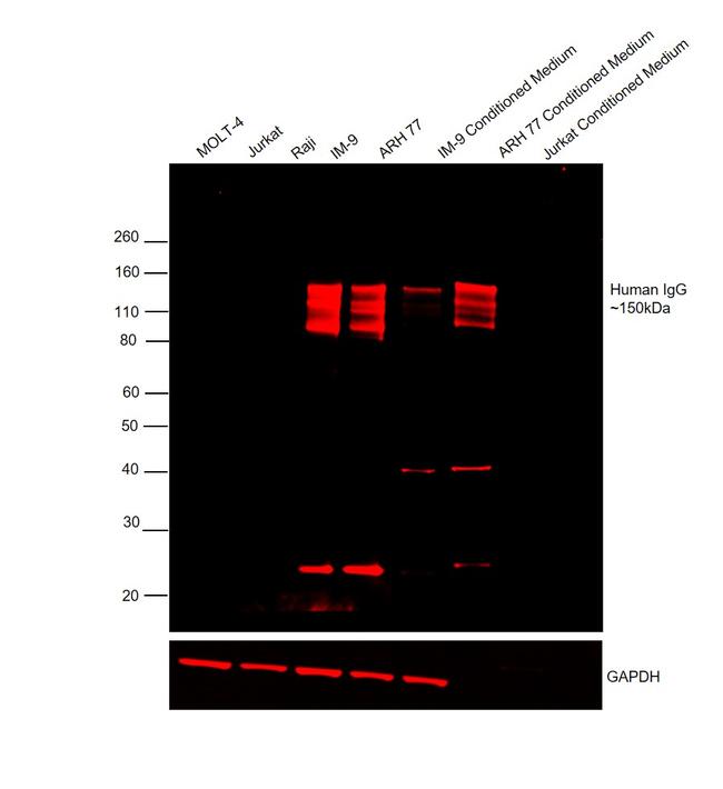 Human IgG (H+L) Cross-Adsorbed Secondary Antibody in Western Blot (WB)
