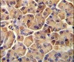 SEL1L Antibody in Immunohistochemistry (Paraffin) (IHC (P))