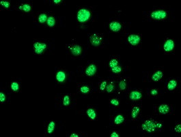 SERPINB6 Antibody in Immunocytochemistry (ICC/IF)