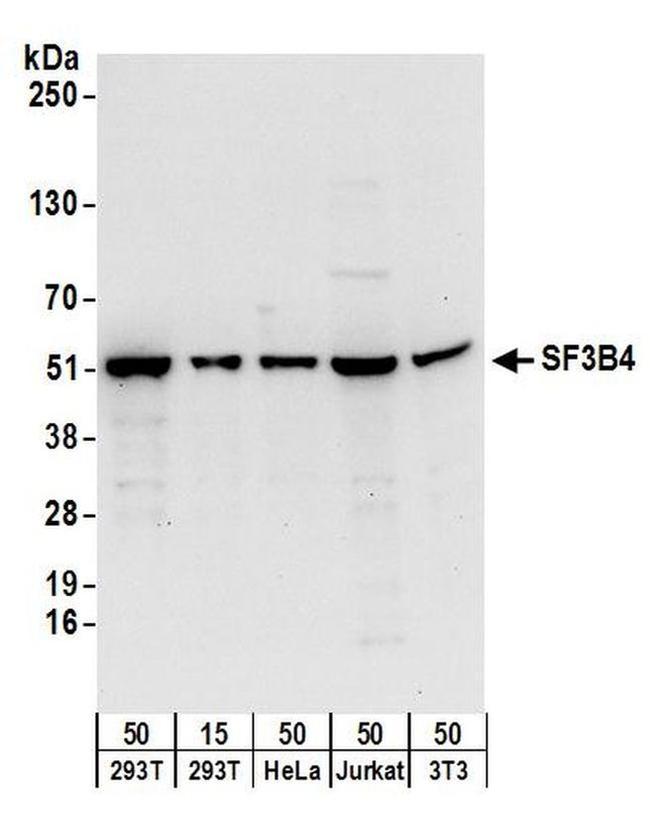 SF3B4 Antibody in Western Blot (WB)