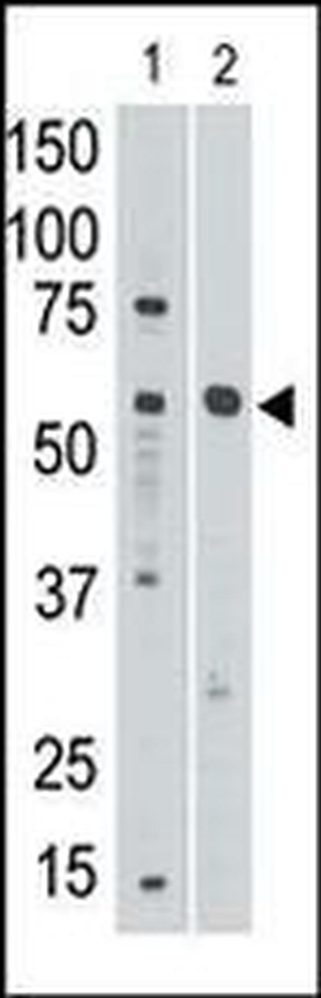 SIGLEC8 Antibody in Western Blot (WB)