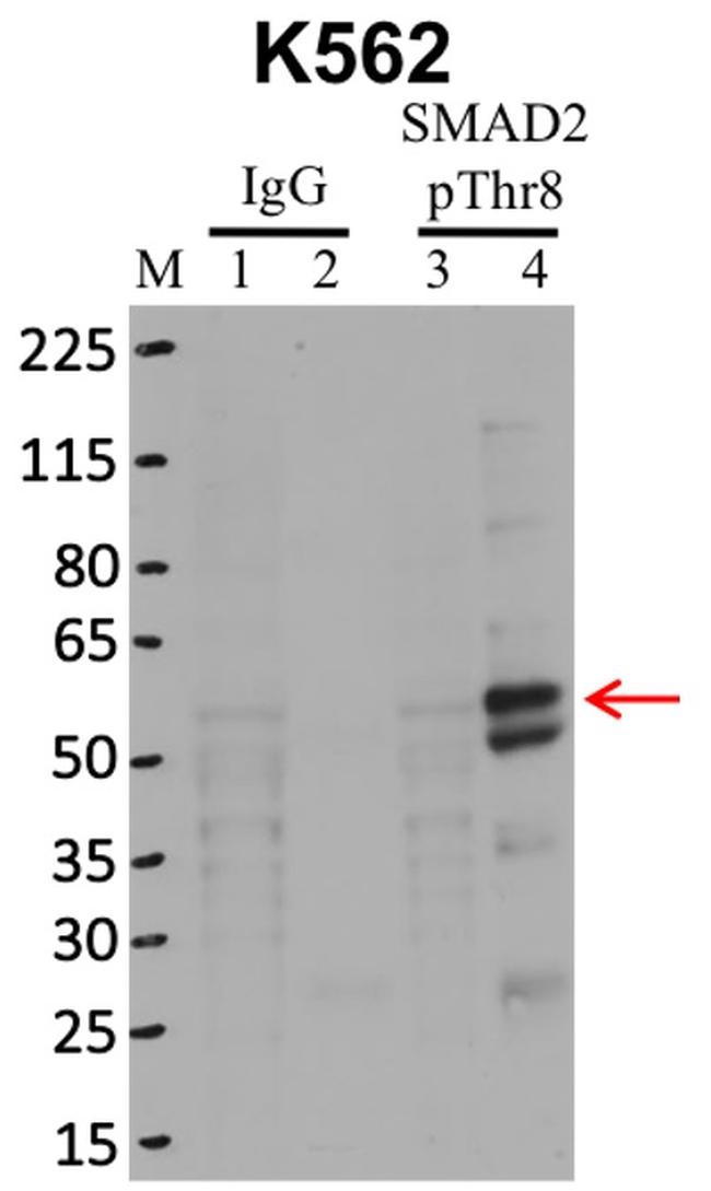 Phospho-SMAD2 (Thr8) Antibody in RNA Immunoprecipitation (RIP)