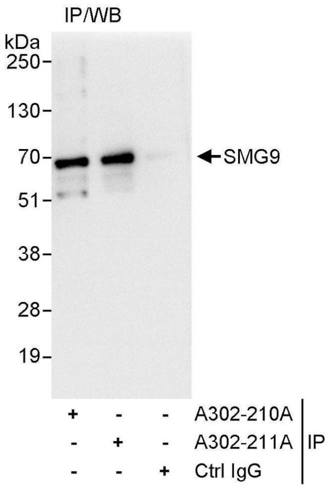 SMG9 Antibody in Immunoprecipitation (IP)