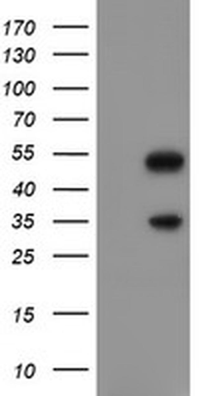 SNAI2 Antibody in Western Blot (WB)