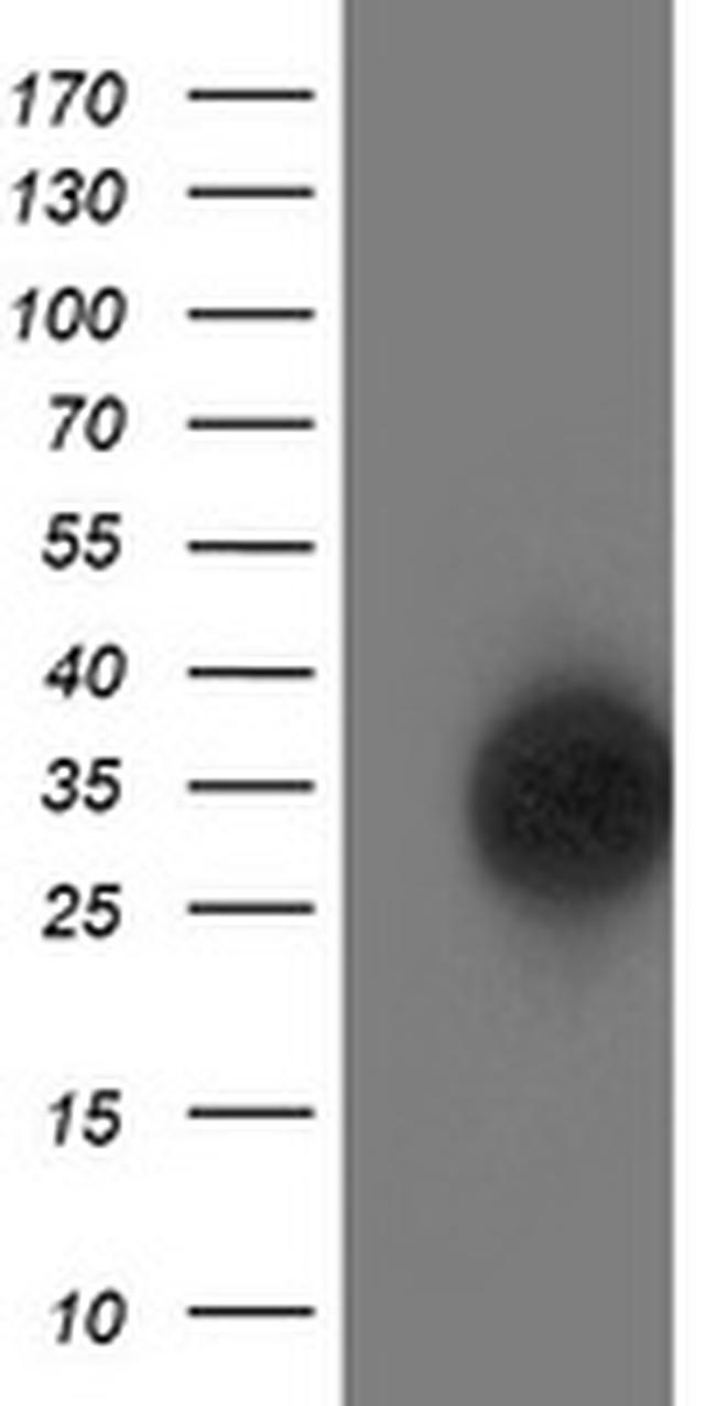 SOCS3 Antibody in Western Blot (WB)
