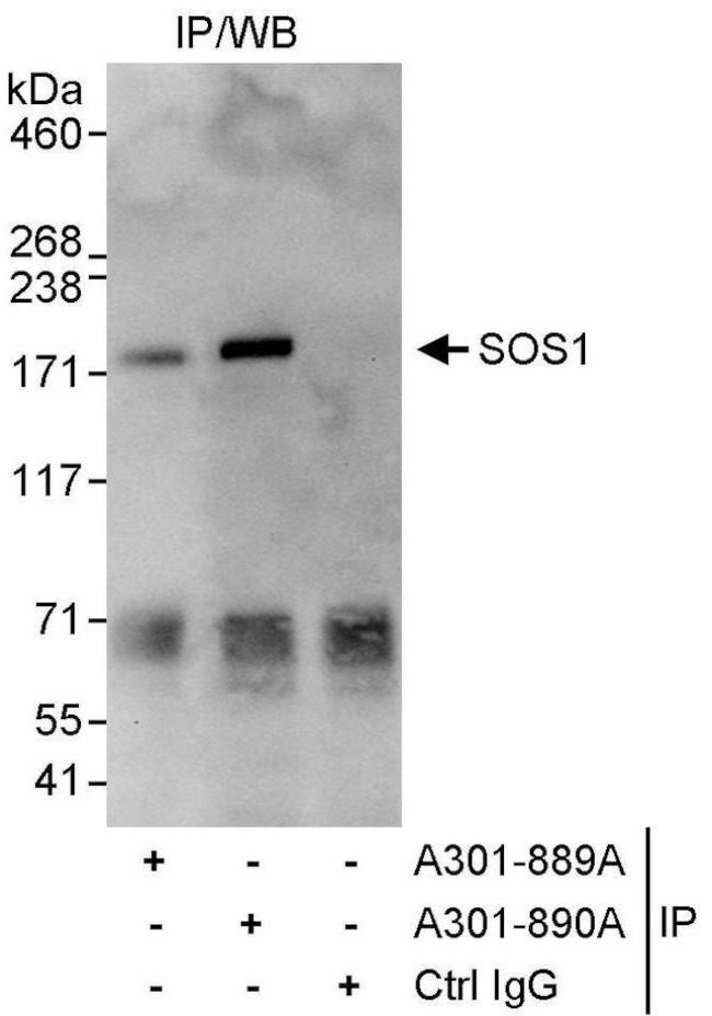 SOS1 Antibody in Immunoprecipitation (IP)