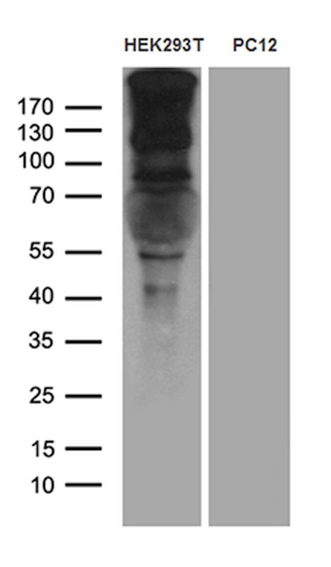 SPAG5 Antibody in Western Blot (WB)