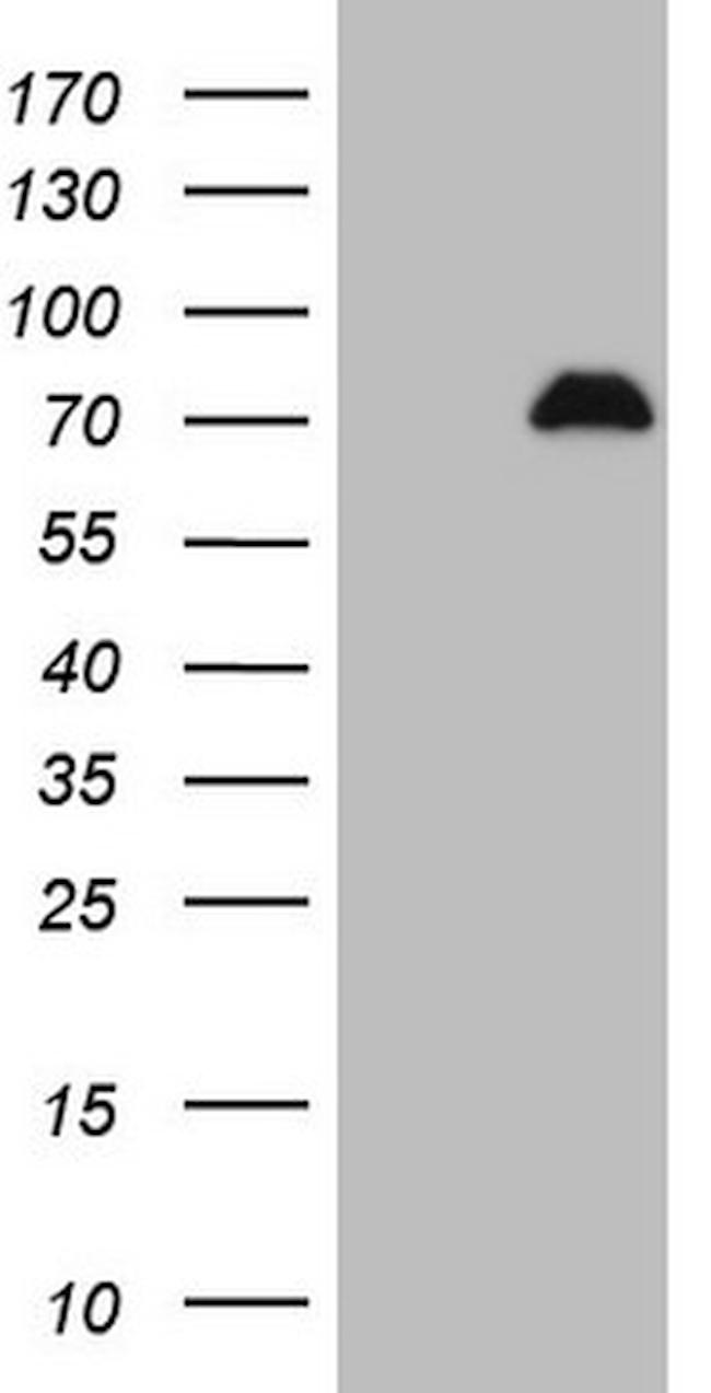 SPP1 Antibody in Western Blot (WB)