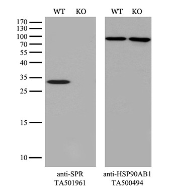 SPR Antibody