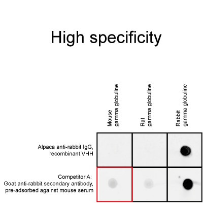 Human IgG/Rabbit IgG VHH Secondary Antibody in Immunocytochemistry (ICC/IF)