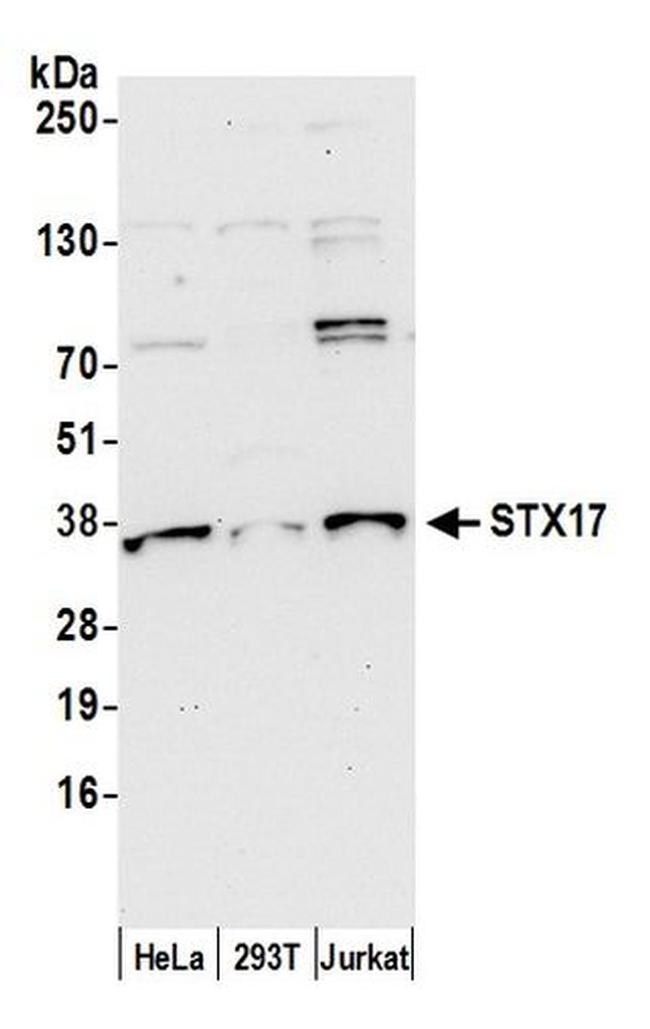 STX17 Antibody in Western Blot (WB)