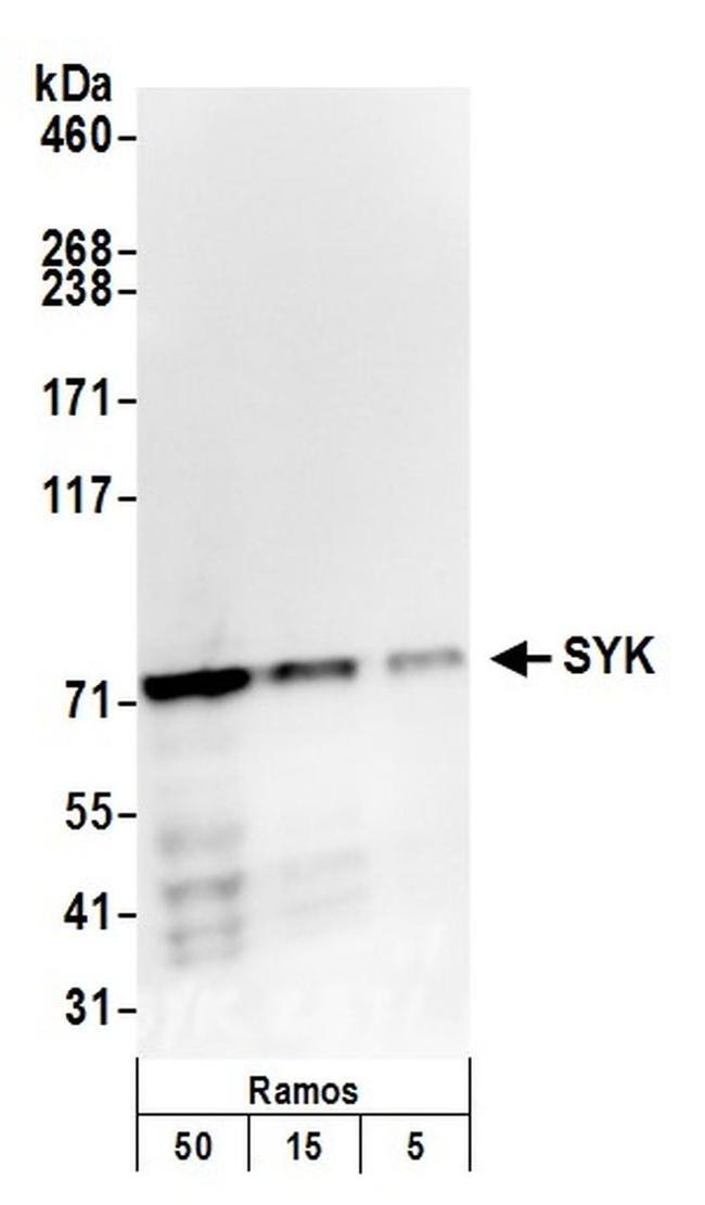 SYK Antibody in Western Blot (WB)
