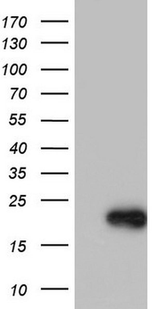 SYNC Antibody in Western Blot (WB)