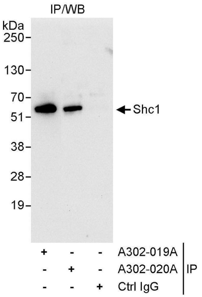 Shc1 Antibody in Immunoprecipitation (IP)