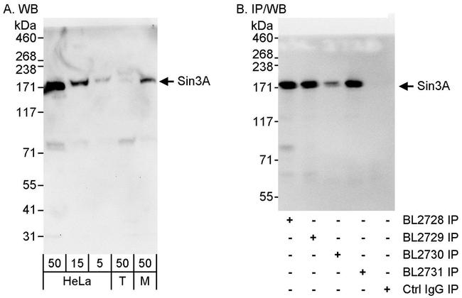 Sin3A Antibody in Western Blot (WB)
