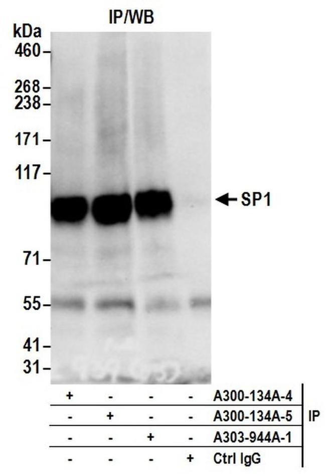 Sp1 Antibody in Western Blot (WB)