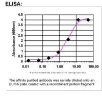 XRCC3 Antibody in ELISA (ELISA)