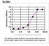 Scramblase 1 Antibody in ELISA (ELISA)