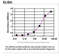 ZFPM1 Antibody in ELISA (ELISA)