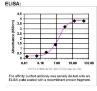 XPA Antibody in ELISA (ELISA)
