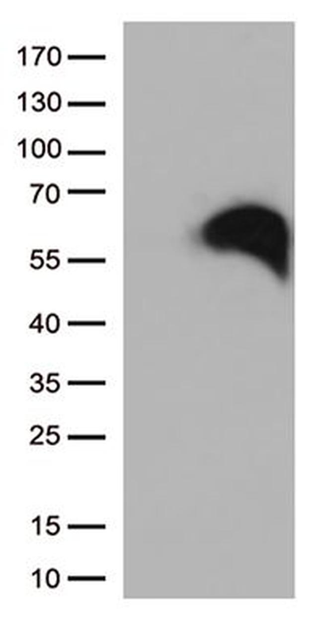 CD27 Antibody in Western Blot (WB)