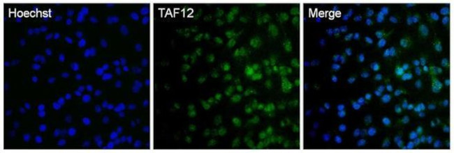 TAF12 Antibody in Immunocytochemistry (ICC/IF)
