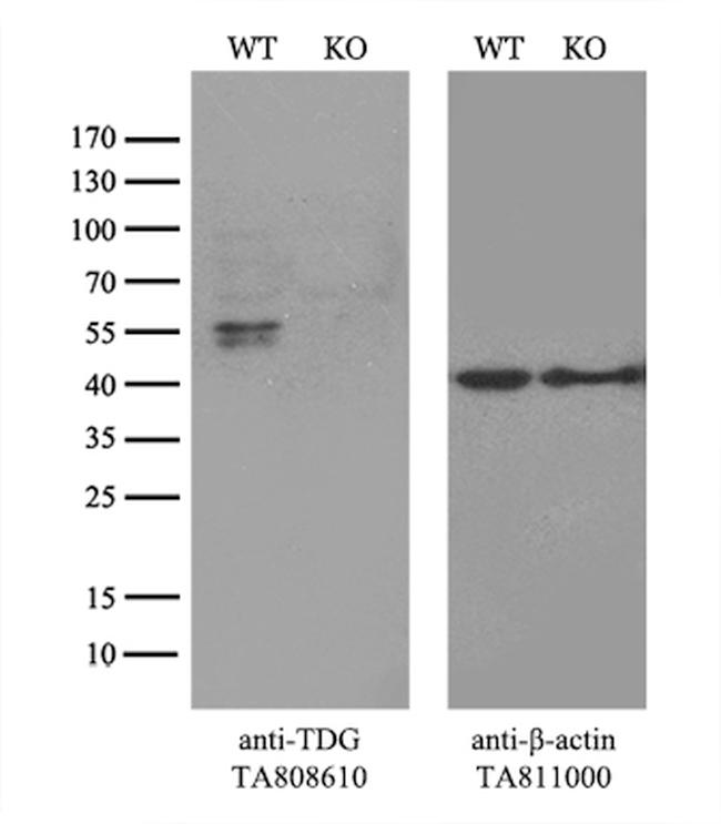 TDG Antibody in Western Blot (WB)