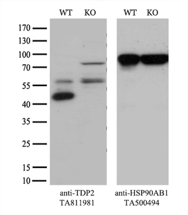 TDP2 Antibody in Western Blot (WB)