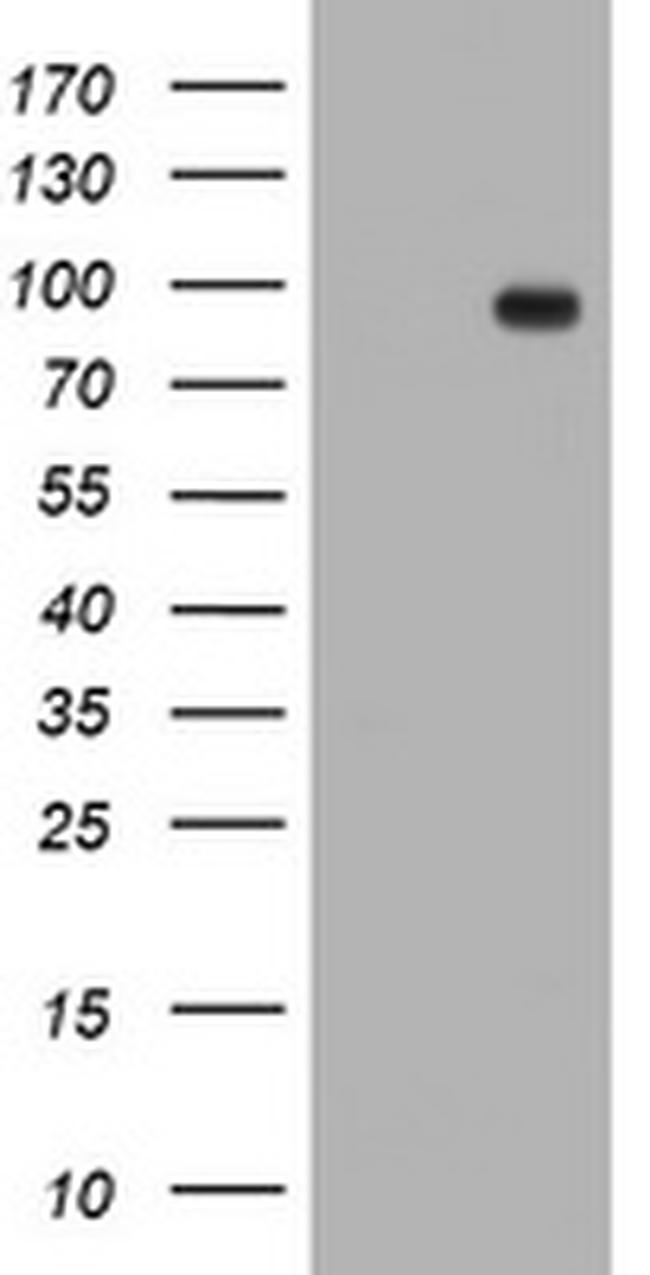 TFR2 Antibody in Western Blot (WB)