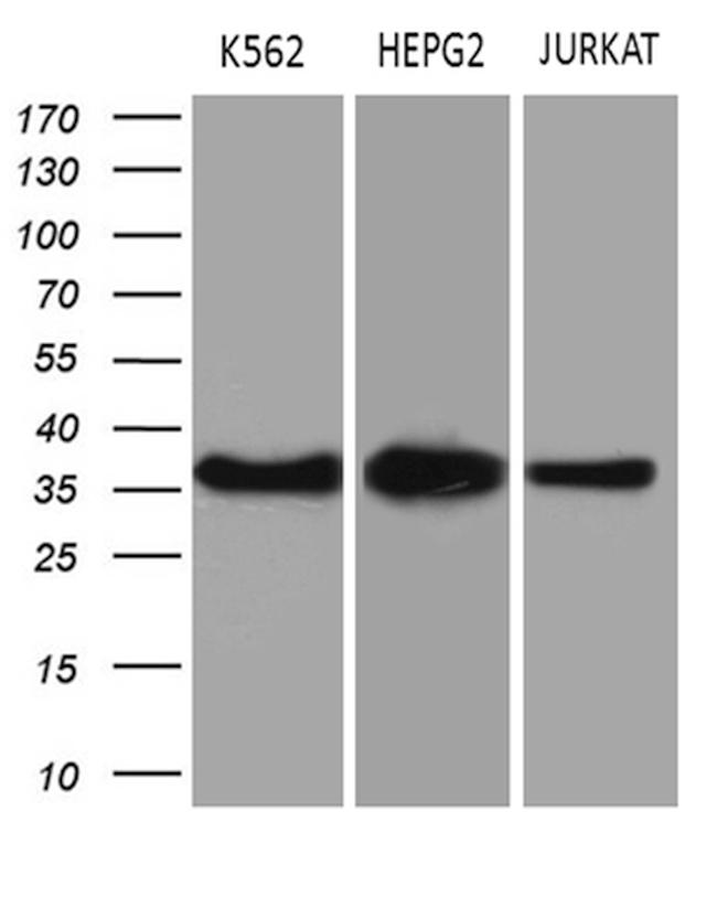 THOC3 Antibody in Western Blot (WB)