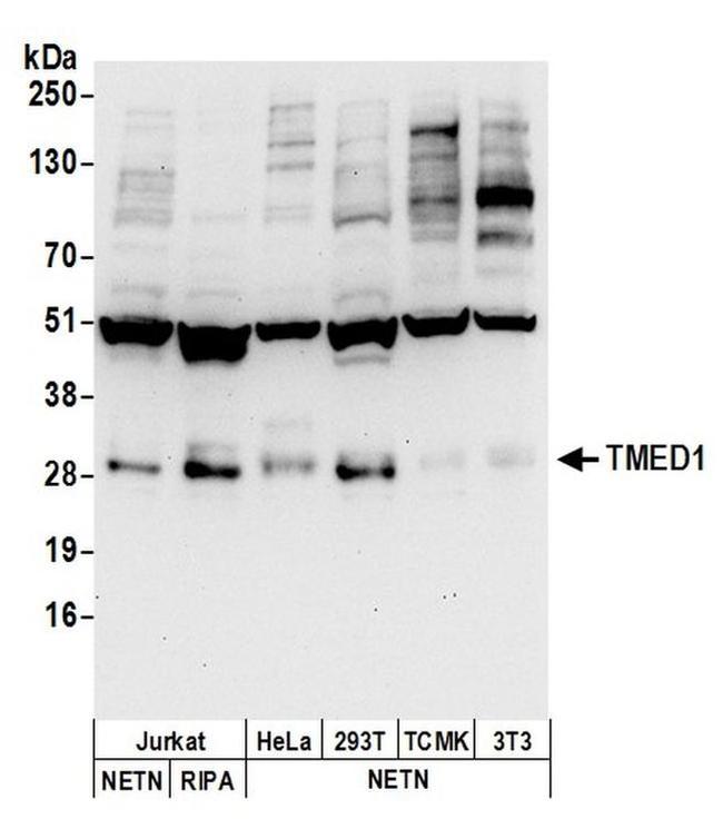 TMED1 Antibody in Western Blot (WB)