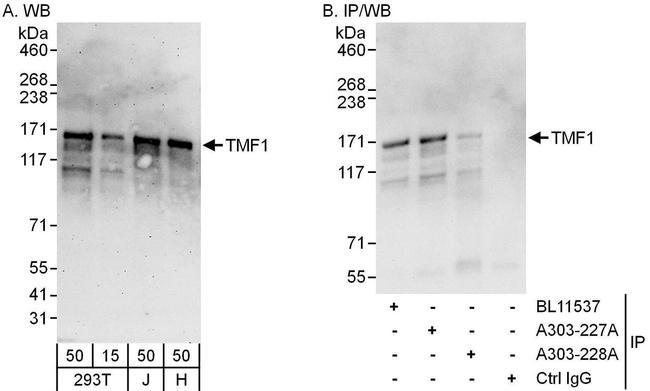 TMF1 Antibody in Western Blot (WB)
