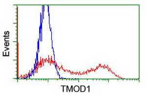 TMOD1 Antibody in Flow Cytometry (Flow)