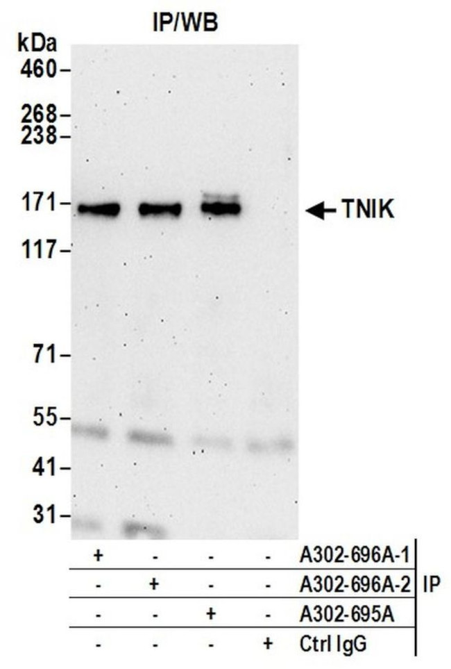 TNIK Antibody in Immunoprecipitation (IP)