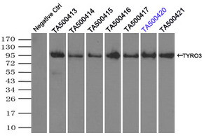TYRO3 Antibody in Immunoprecipitation (IP)