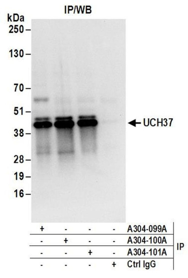 UCH37 Antibody in Immunoprecipitation (IP)