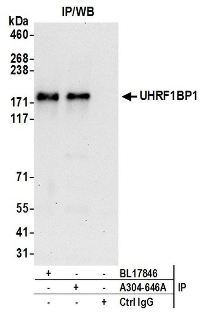 UHRF1BP1 Antibody in Western Blot (WB)