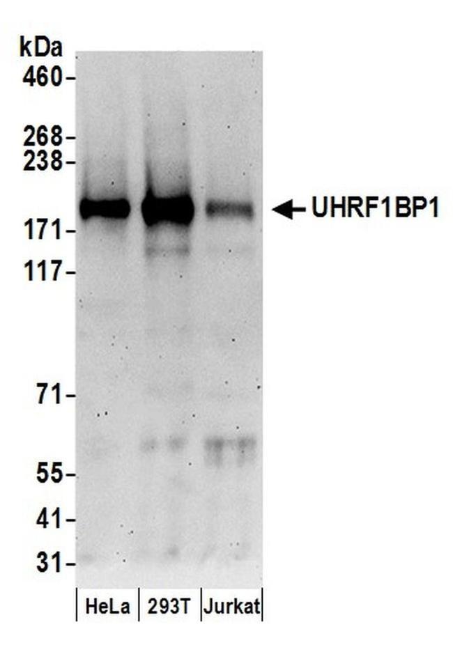 UHRF1BP1 Antibody in Western Blot (WB)