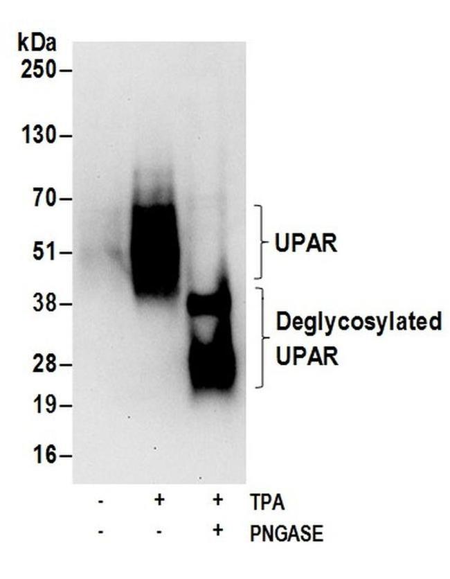 UPAR Antibody in Western Blot (WB)