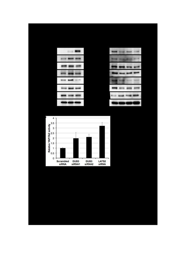 USP17L2 Antibody in Western Blot (WB)