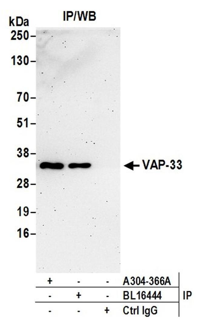 VAP-33 Antibody in Western Blot (WB)