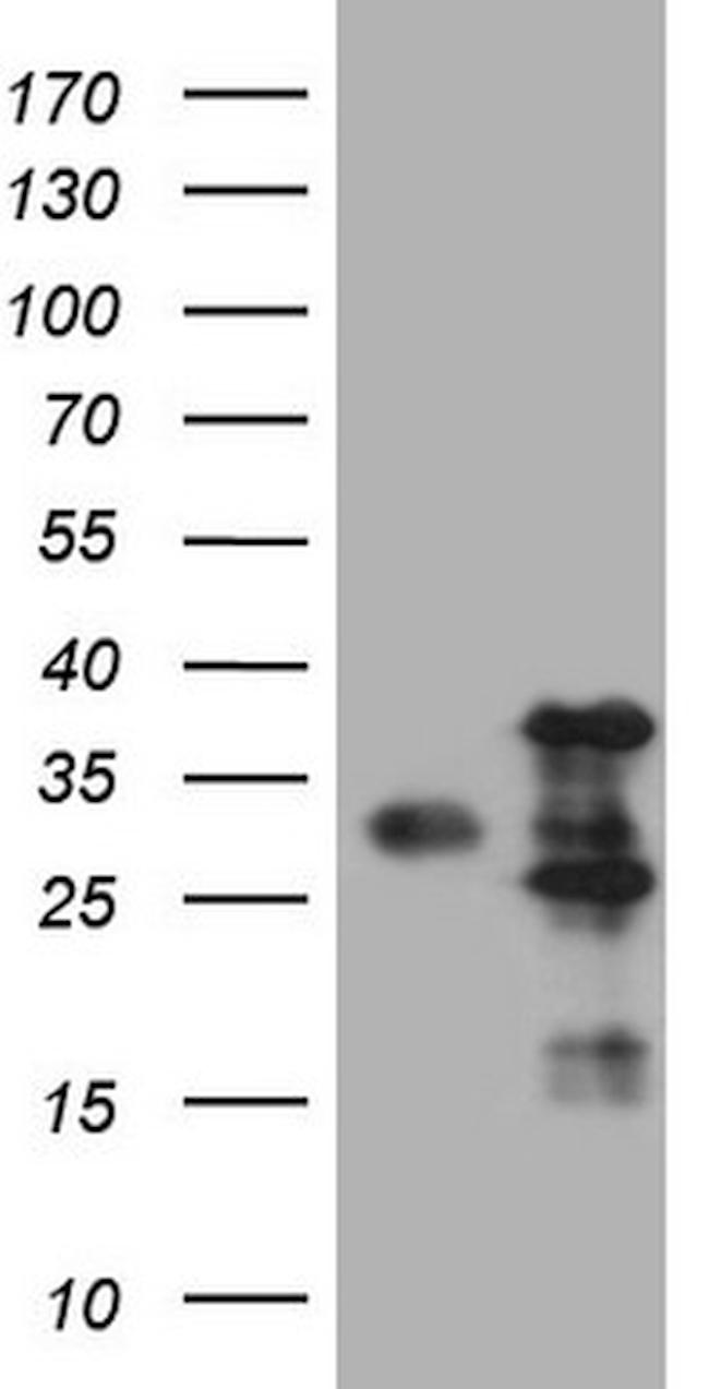 VAPA Antibody in Western Blot (WB)