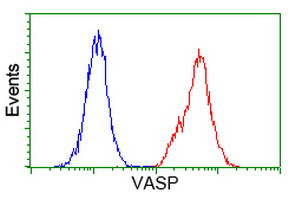 VASP Antibody in Flow Cytometry (Flow)