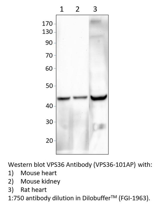 VPS36 Antibody in Western Blot (WB)