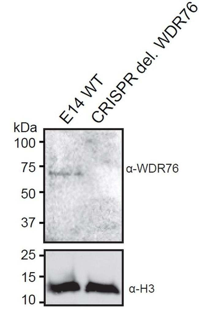 WDR76 Antibody in Western Blot (WB)