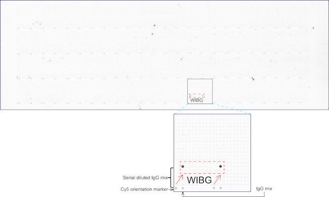 WIBG Antibody in Peptide array (ARRAY)