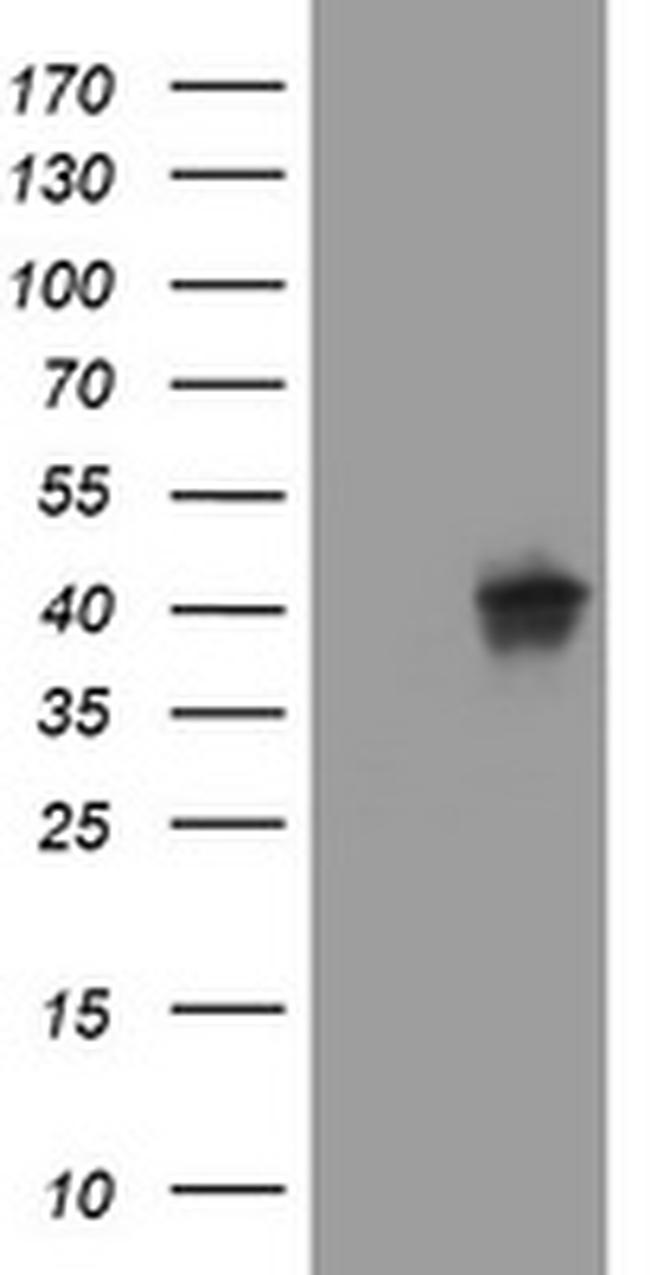 WNT3 Antibody in Western Blot (WB)