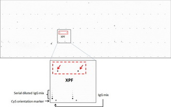 XPF Antibody in Peptide array (ARRAY)