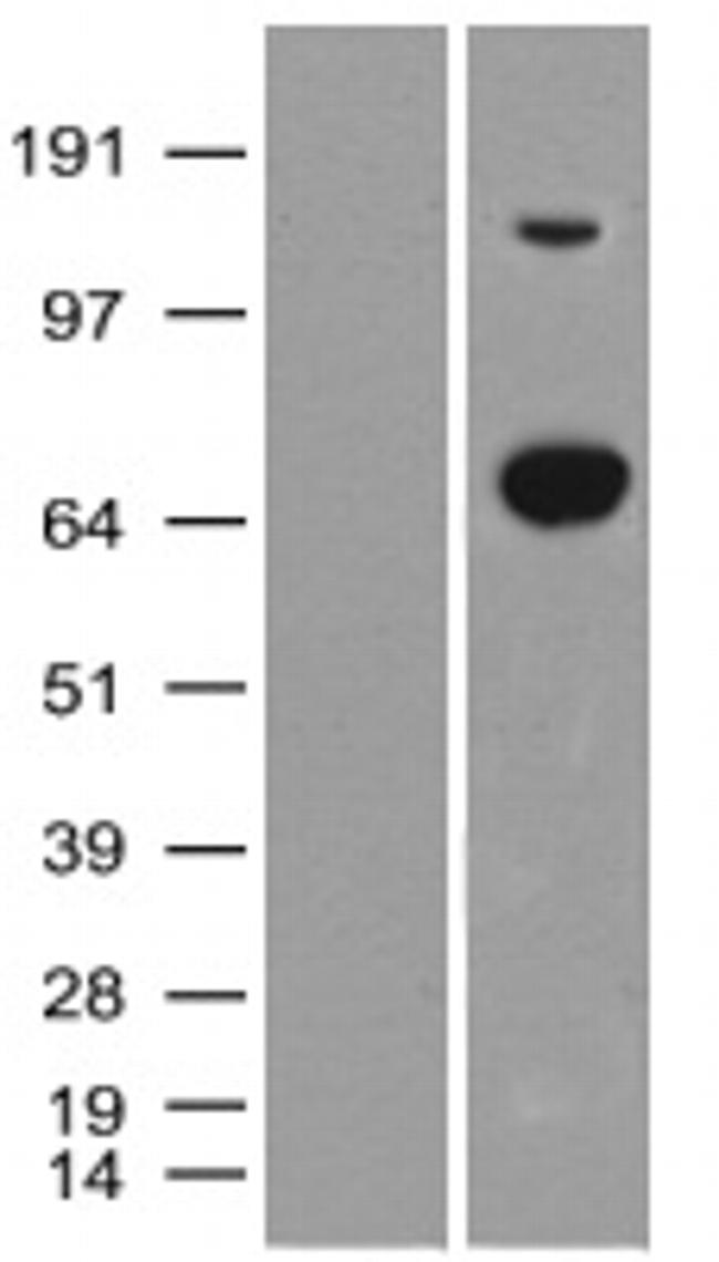 XPNPEP1 Antibody in Western Blot (WB)
